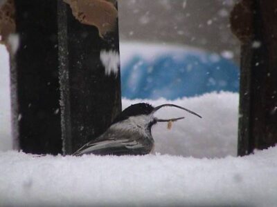 Freakish Bird Beaks Perplex Experts Image
